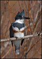 _1SB3390 belted kingfisher